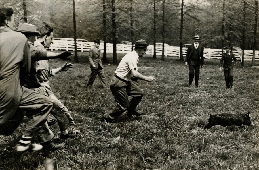 Homecoming pig-catching game, circa 1930-1940