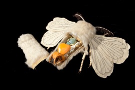 Auzoux moth
