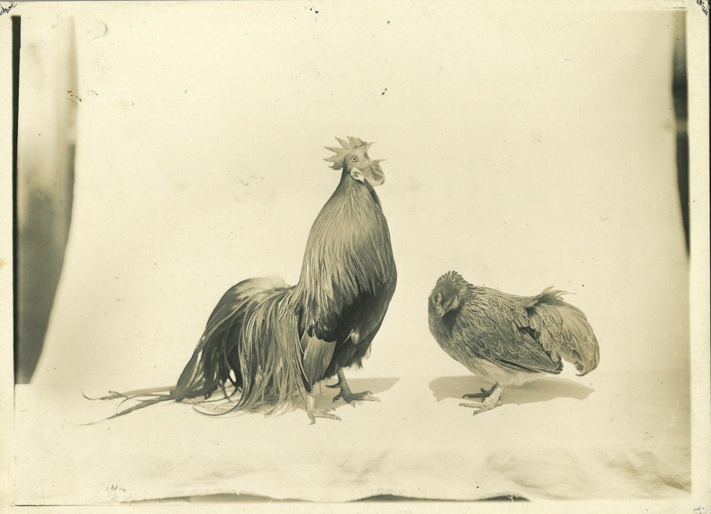 Two chickens with a sheet as the background. On the left is a crowin rooster. It has a classic rooster appearance, with medium-toned feathers, a crown, and a long tail. Next to him is a nondescript hen, which is squatted slightly with a bowed head, as if she is about to go to sleep.