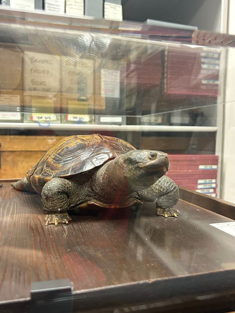 Color photograph of the original Testudo, taxidermized in a glass case. She is sitting on a wood panel within the case. 