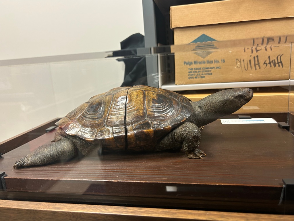 Color photograph of the original Testudo, taxidermized in a glass case. She is sitting on a wood panel within the case. 